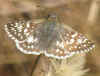 Pyrgus communis 