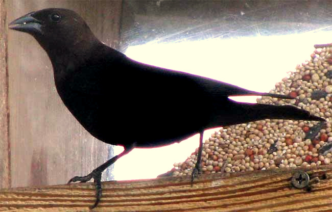 Brown-headed Cowbird, MOLOTHRUS ATER