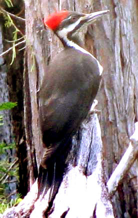 Pileated Woodpecker,  Dryocopus pileatus, photographed in southwestern Oregon