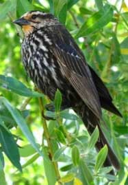 Red-wing Blackbird female AGELAIUS POENICEUS, photo by Bea Laporte of Ontario