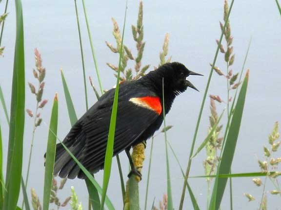 Red-winged Blackbird male AGELAIUS PHOENICEUS photo taken by Bea Laporte of Ontario