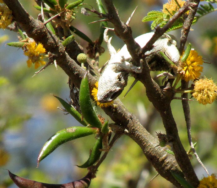 lizard impaled Sweet Acacia, VACHELLIA [ACACIA] FARNESIANA, by Loggerhead Shrike, Lanius ludovicianus