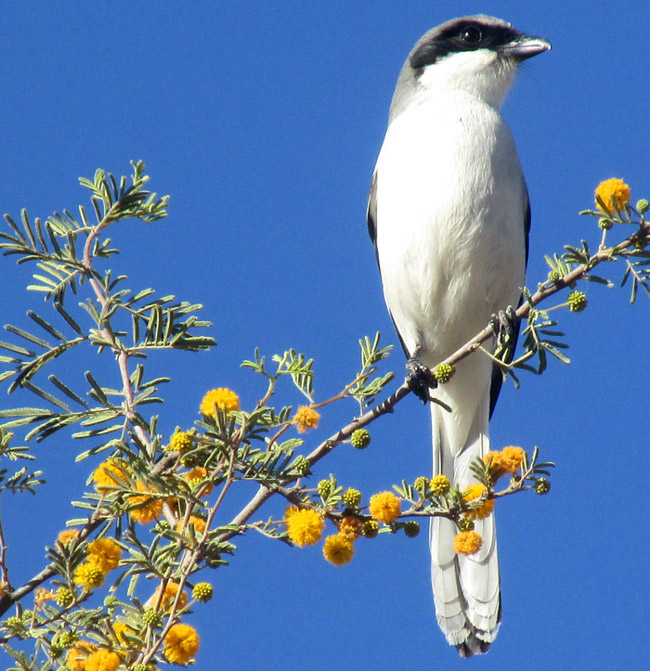 Loggerhead Shrike, Lanius ludovicianus on spiny Sweet Acacia, VACHELLIA [ACACIA] FARNESIANA