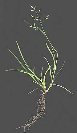 Annual Blue Grass, POA ANNUA