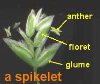 Annual Blue Grass, POA ANNUA, spikelet