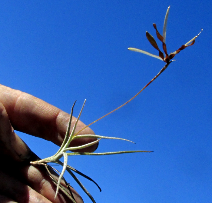 Ball Moss, TILLANDSIA RECURVATA, individual plant with split-open fruits