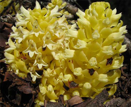 California Groundcone, BOSCHNIAKIA STROBILACEA, yellow variation