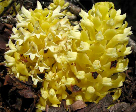 California Groundcone, KOPSIOPSIS STROBILACEA, yellow variation
