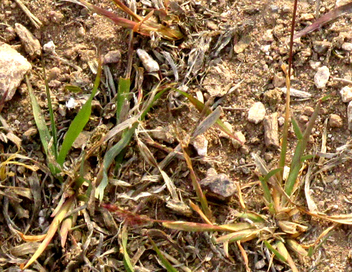 King Ranch Bluestem, BOTHRIOCHLOA ISCHAEMUM var. SONGARICA, close-up of grass in grossly overgrazed and eroded abandoned field