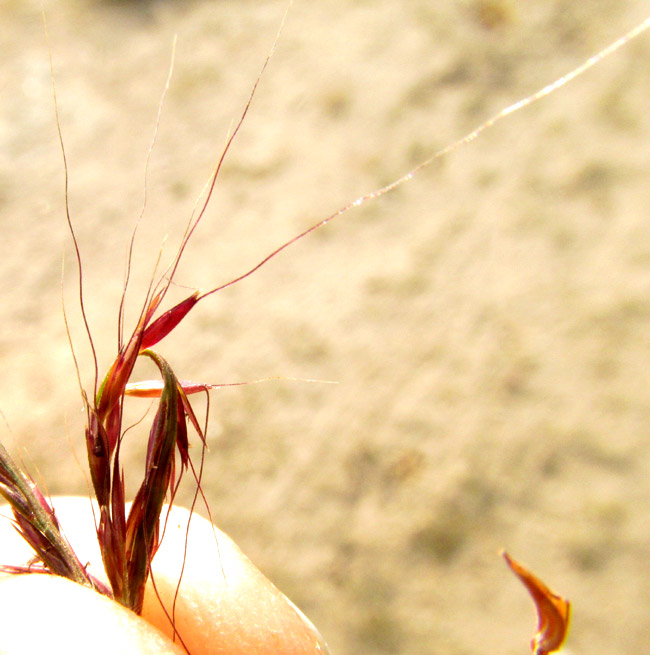 King Ranch Bluestem, BOTHRIOCHLOA ISCHAEMUM var. SONGARICA, spikelets