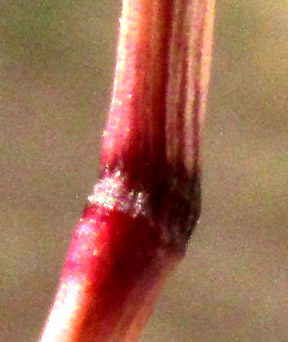 King Ranch Bluestem, BOTHRIOCHLOA ISCHAEMUM var. SONGARICA, spikelets