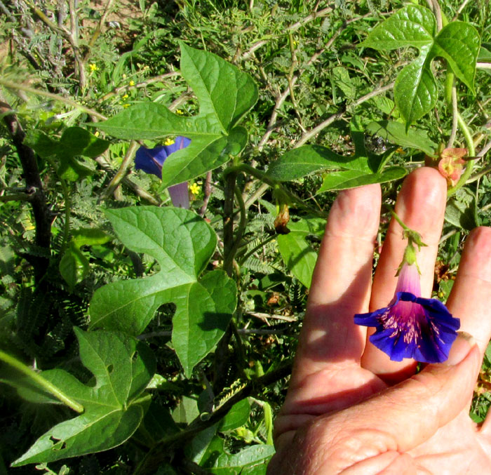 Purple Morning-glory, IPOMOEA PURPUREA, three-lobed leaves