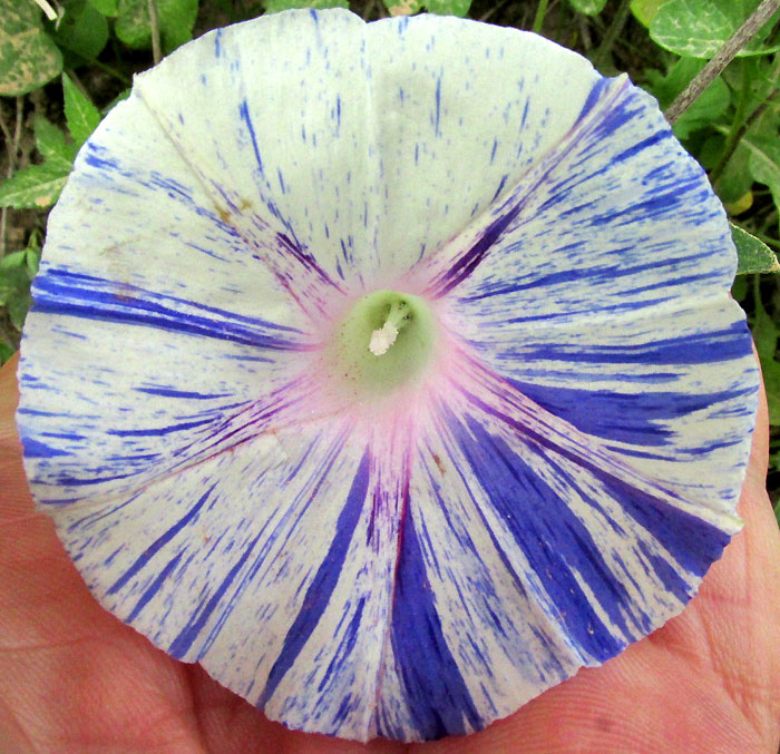 Purple Morning-glory, IPOMOEA PURPUREA, variegated flower, front view