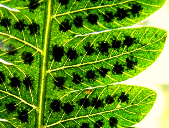 sori & venation of Southern Shield-fern, THELYPTERIS KUNTHII