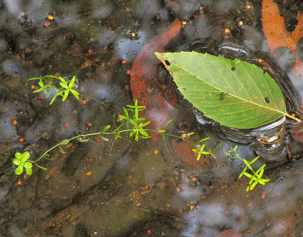 Water-Starwort, CALLITRICHE HETEROPHYLLA, beautiful picture