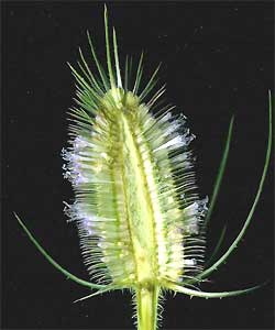 Teasel, DIPSACUS SYLVESTRIS, longitudinal section of flowering head