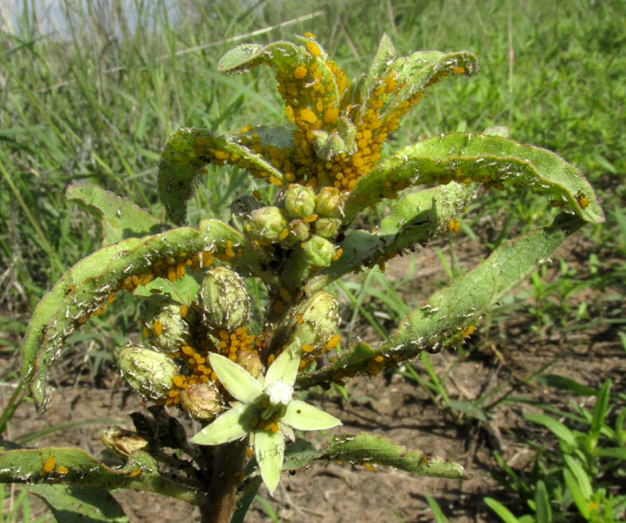 Zizotes Milkweed, ASCLEPIAS OENOTHEROIDES, flowers & aphids