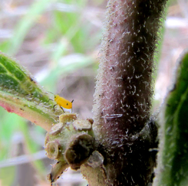 Zizotes Milkweed, ASCLEPIAS OENOTHEROIDES, hairy stem, old fruit attachment scars