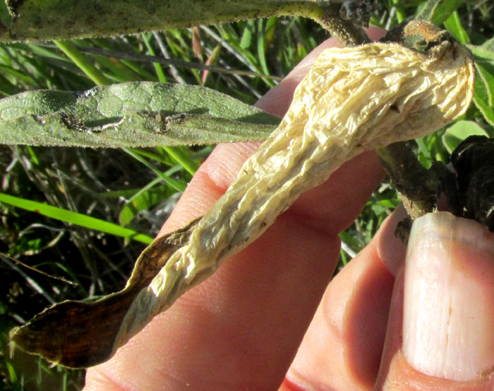 Zizotes Milkweed, ASCLEPIAS OENOTHEROIDES, hairy stem, previous season's empty fruit pod