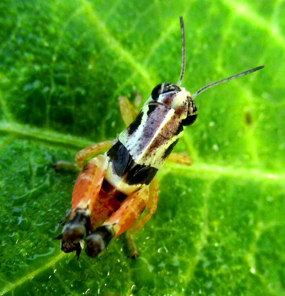 grasshopper nymph