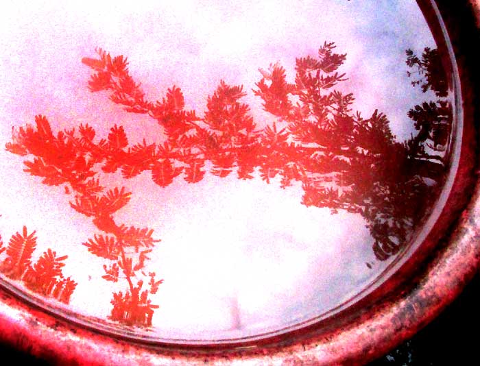 reflection of acacia branches in dishpan