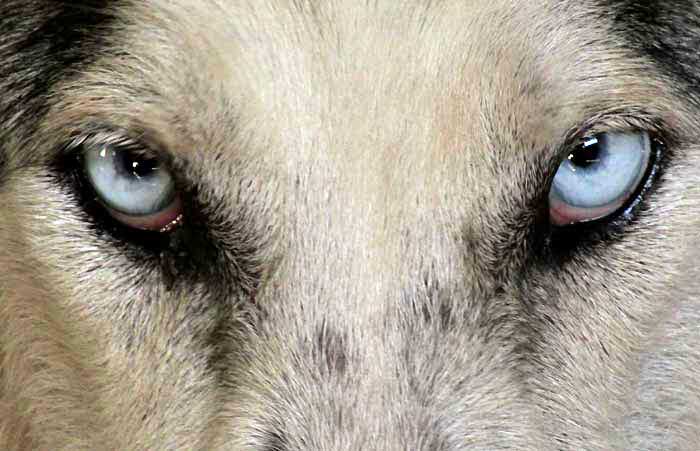 eyes of husky