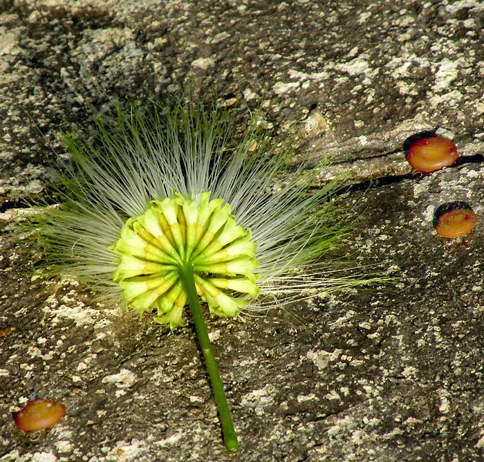 composition with Lebbeck tree flowers