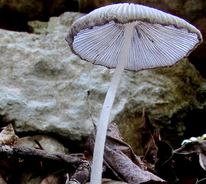 mushroom fugue