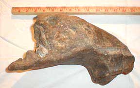 Left anterior lower jaw of Mammut americanum from St. Catherine Creek, Adams County, Mississippi