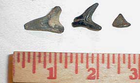fossil teeth of Sand Tiger Shark of genus Odontaspis, often known as Carcharias, from St. Catherine Creek, Adams County, Mississippi