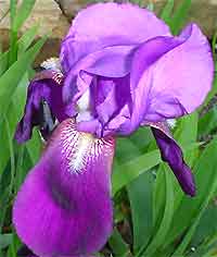 nectar guides on iris, photo by Eva Garst in Semiway, Kentucky