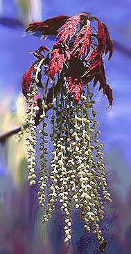 White-oak catkins