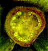 cross section of tomato flower ovary showing ovules