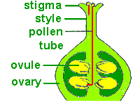 ovules and pollen tube in a flower's pistil