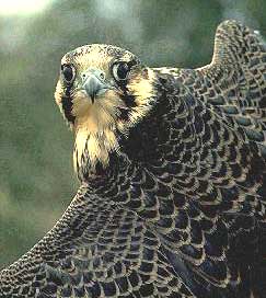 Peregrin Falcon, photo by Craig Koppie, US Fish & Wildlife Service