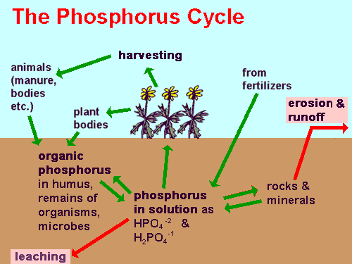 generalized phosphorus cycle
