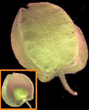 Ground-cherry fruit, Physalis