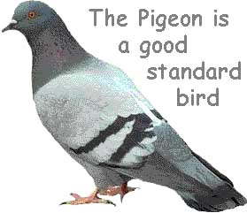 pigeon