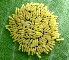 Milkweed Tussock Moth Caterpillars, 1st instar