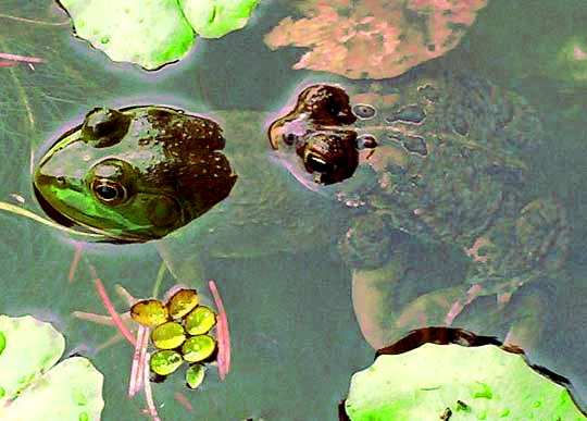 male toad attempting amplexus with green frog