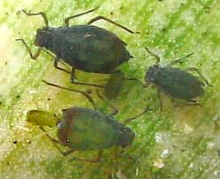 aphid giving birth