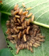 Milkweed Tussock Moth a few days later