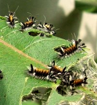 Milkweed Tussock Moth caterpillars in their 3rd instar
