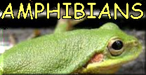 AMPHIBIANS