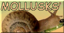 MOLLUSKS