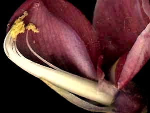 diadelphous stamens of the Kudzu flower, Pueraria montana
