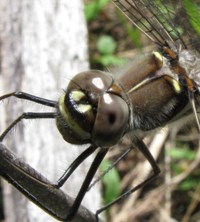 Stream Cruiser Dragonfly close-up (Didymops transversa)