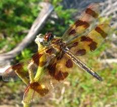 Halloween Pennant Dragonfly (Celithemis eponina)