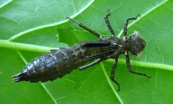 Dragonfly nymph final molt