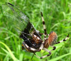 Dragonfly in Shamrock Orbweaver (Araneus trifolium) spider web